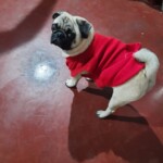 100+ Best Quality Dog Images | Easy Download | High Resolution 10 Dog Images - A Pug breed little puppy dog standing wearing a red sweater with a serious face