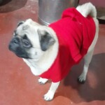 100+ Best Quality Dog Images | Easy Download | High Resolution 9 Dog Images - A Pug Puppy in Red Sweater