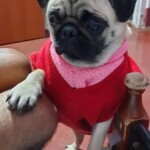100+ Best Quality Dog Images | Easy Download | High Resolution 8 Dog Images - A Cute Pug Puppy
