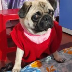 100+ Best Quality Dog Images | Easy Download | High Resolution 7 Dog Images - A Pug Dog Standing on Two Feet