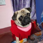 100+ Best Quality Dog Images | Easy Download | High Resolution 6 Dog Images - A Sad Faced Pug Dog Staring at His Owner