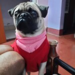 100+ Best Quality Dog Images | Easy Download | High Resolution 5 Dog Images A Sad Faced Pug Dog Staring at His Owner