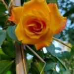 100+ Beautiful Pictures of Flowers, Free Download 45 Bright Orange Rose