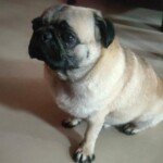 100+ Best Quality Dog Images | Easy Download | High Resolution 4 Dog Images A Sad Puppy