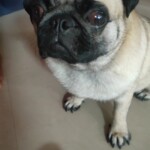 100+ Best Quality Dog Images | Easy Download | High Resolution 3 Dog Images- Pug Puppy, Pug Dog with Big Brown Eyes