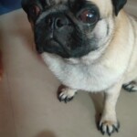 100+ Best Quality Dog Images | Easy Download | High Resolution 2 Pug Puppy, Pug Dog with Big Brown Eyes - Dog Images