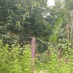 A Green Backyard in Village