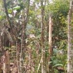 A Green Backyard in Village