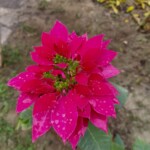 100+ Beautiful Pictures of Flowers, Free Download 44 Red Flower image