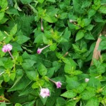 100+ Beautiful Pictures of Flowers, Free Download 43 Four O'clock Flower Garden -flower image