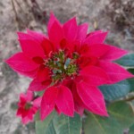 100+ Beautiful Pictures of Flowers, Free Download 42 Red Flowers in Brown Soil - flower image