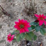 100+ Beautiful Pictures of Flowers, Free Download 41 Red Flowers in Brown Soil -flower image