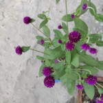 100+ Beautiful Pictures of Flowers, Free Download 40 violet flowers in pot -flower image