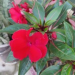 100+ Beautiful Pictures of Flowers, Free Download 39 Beautiful Red Flower image