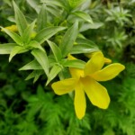 100+ Beautiful Pictures of Flowers, Free Download 38 beautiful pictures of flowers