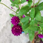 100+ Beautiful Pictures of Flowers, Free Download 37 Purple flowers in pot -flower image