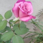100+ Beautiful Pictures of Flowers, Free Download 36 Pink rose Flower image