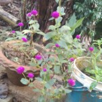 100+ Beautiful Pictures of Flowers, Free Download 35 Chini Gulab Moss Roses in garden flower image
