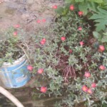 100+ Beautiful Pictures of Flowers, Free Download 34 Chini Gulab Moss Roses in garden