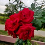 100+ Beautiful Pictures of Flowers, Free Download 33 A Bunch of Red Roses -flower image
