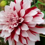 100+ Beautiful Pictures of Flowers, Free Download 32 Colorful Dahlia Flower image