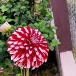 100+ Beautiful Pictures of Flowers, Free Download 31 Colorful Dahlia Flower image