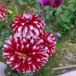100+ Beautiful Pictures of Flowers, Free Download 30 Colorful Dahlia Flower image