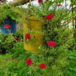 100+ Beautiful Pictures of Flowers, Free Download 29 Cheeni Gulab Photos flower image