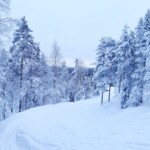 Natural Scenery - Snow Covered Trees