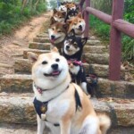 100+ Best Quality Dog Images | Easy Download | High Resolution 1 Dog Images - Pet Dogs Standing in Line