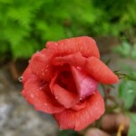 100+ Beautiful Pictures of Flowers, Free Download 28 Orange Rose Flower image