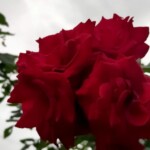 100+ Beautiful Pictures of Flowers, Free Download 27 Bright Red Roses in a bunch flower image