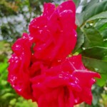 100+ Beautiful Pictures of Flowers, Free Download 26 Bright Red Roses in a bunch -flower image