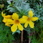 100+ Beautiful Pictures of Flowers, Free Download 25 Allamanda Yellow Flower Image