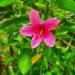 100+ Beautiful Pictures of Flowers, Free Download 24 Pink Hibiscus flower image