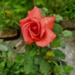 100+ Beautiful Pictures of Flowers, Free Download 23 Orange Rose flower image