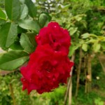 100+ Beautiful Pictures of Flowers, Free Download 22 Red roses in garden -flower image