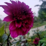 100+ Beautiful Pictures of Flowers, Free Download 21 Purple Dahlia Flower Image