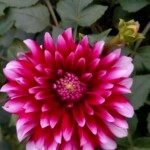 100+ Beautiful Pictures of Flowers, Free Download 20 Red Dahlia Flower Image