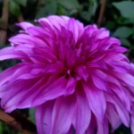 100+ Beautiful Pictures of Flowers, Free Download 19 Purple Dahlia Flower Image
