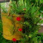 100+ Beautiful Pictures of Flowers, Free Download 18 Portulaca grandiflora flowers hanging from a tub