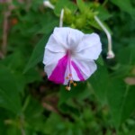 100+ Beautiful Pictures of Flowers, Free Download 17 Beautiful White flower Image