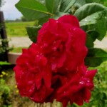 100+ Beautiful Pictures of Flowers, Free Download 16 Bright Red Rose Image