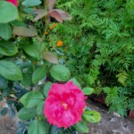 100+ Beautiful Pictures of Flowers, Free Download 15 Bright Red Rose Image