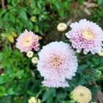 100+ Beautiful Pictures of Flowers, Free Download 14 White Camellia flower Images