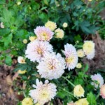 100+ Beautiful Pictures of Flowers, Free Download 12 White Calendula Flower Images