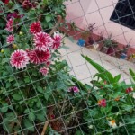 100+ Beautiful Pictures of Flowers, Free Download 11 Flower Garden Images