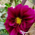 100+ Beautiful Pictures of Flowers, Free Download 10 Beautiful Purple Flowers in the Backyard Images