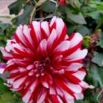 100+ Beautiful Pictures of Flowers, Free Download 9 Beautiful Red Flowers in the Backyard Images