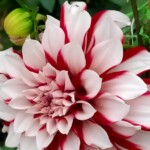 100+ Beautiful Pictures of Flowers, Free Download 8 Beautiful Red Flower Images
